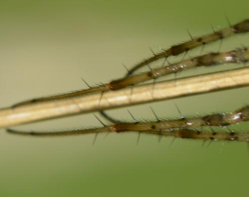 Metellina sp.
